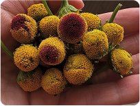 Ultimate Guide to Spilanthes: The Flower Making Waves in Oral Sex World
