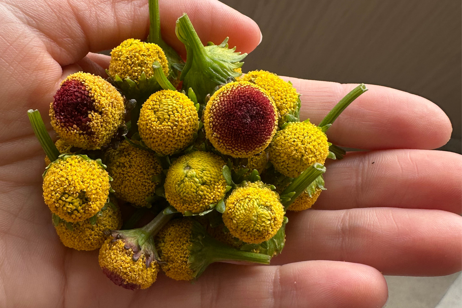 Ultimate Guide to Spilanthes: The Flower Making Waves in Oral Sex World